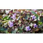 VIOLA labradorica VIOLA labradorica