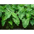 COLOCASIA esculenta COLOCASIA esculenta