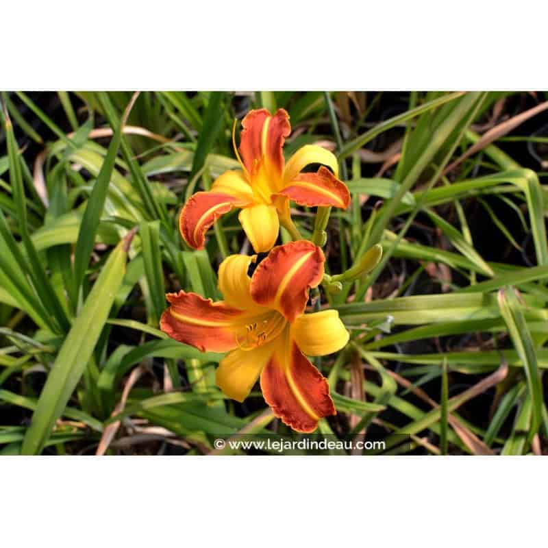HEMEROCALLIS 'Frans Hals' HEMEROCALLIS 'Frans Hals'