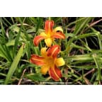 HEMEROCALLIS 'Frans Hals' HEMEROCALLIS 'Frans Hals'