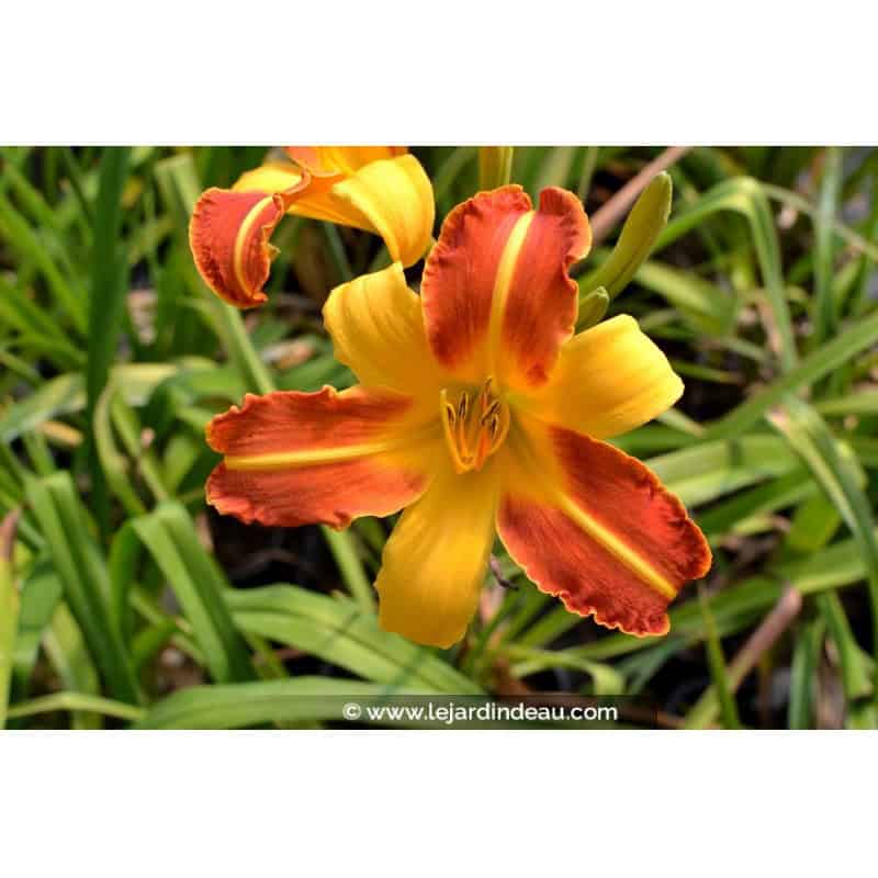 HEMEROCALLIS 'Frans Hals' HEMEROCALLIS 'Frans Hals'