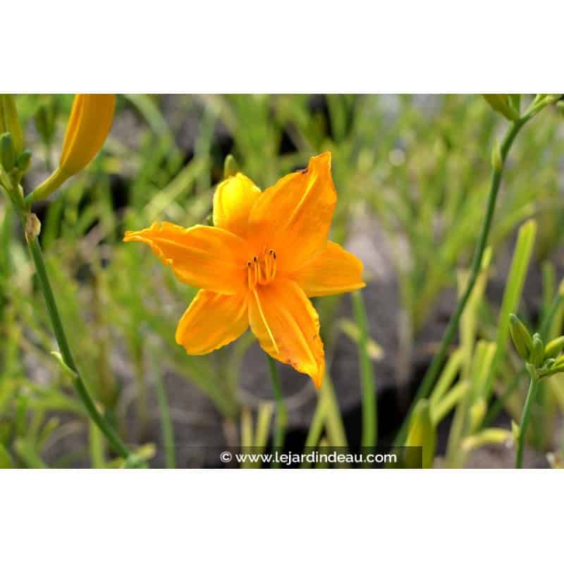 HEMEROCALLIS 'Burning Daylight' HEMEROCALLIS 'Burning Daylight'
