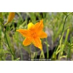 HEMEROCALLIS 'Burning Daylight' HEMEROCALLIS 'Burning Daylight'