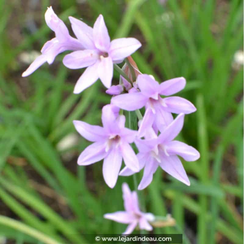 TULBAGHIA violacea TULBAGHIA violacea