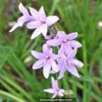 TULBAGHIA violacea TULBAGHIA violacea