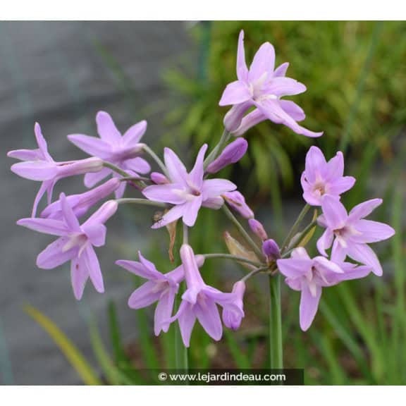 TULBAGHIA violacea