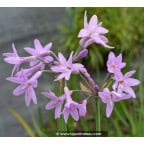 TULBAGHIA violacea TULBAGHIA violacea