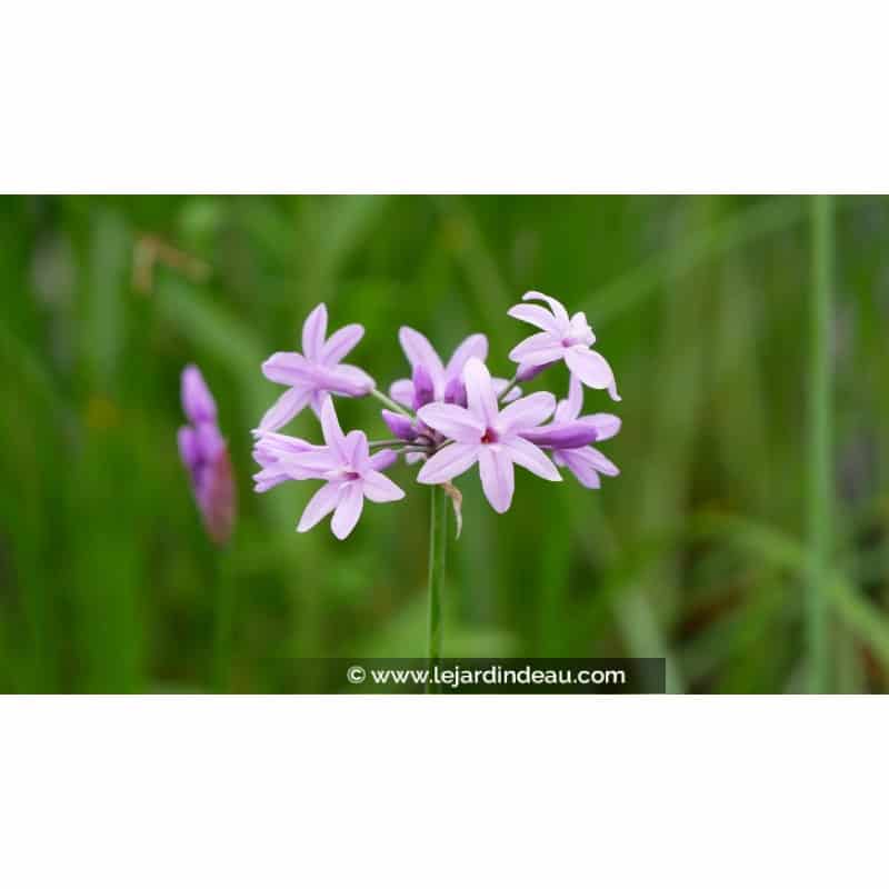 TULBAGHIA violacea TULBAGHIA violacea