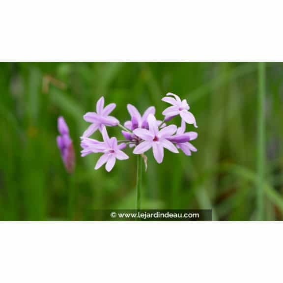 TULBAGHIA violacea