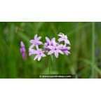 TULBAGHIA violacea TULBAGHIA violacea