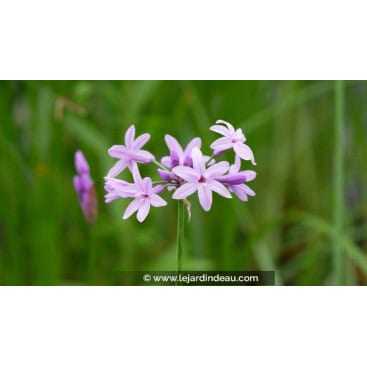 TULBAGHIA violacea - Tulbaghie rose violacé