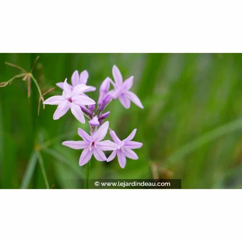 TULBAGHIA violacea TULBAGHIA violacea