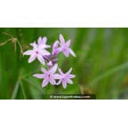 TULBAGHIA violacea TULBAGHIA violacea