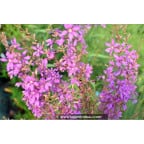 LYTHRUM salicaria 'Swirl' LYTHRUM salicaria 'Swirl'
