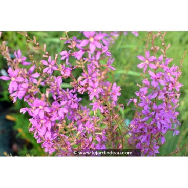 LYTHRUM salicaria \'Swirl\' - Salicaire \'Swirl\'