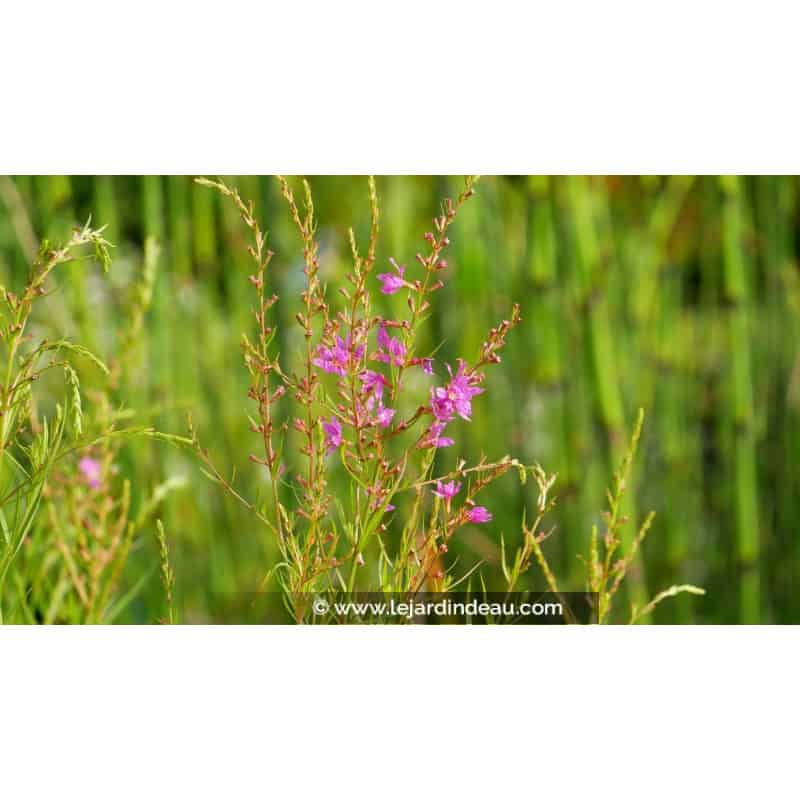 LYTHRUM salicaria 'Swirl' LYTHRUM salicaria 'Swirl'