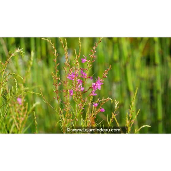 LYTHRUM salicaria 'Swirl'