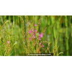 LYTHRUM salicaria 'Swirl' LYTHRUM salicaria 'Swirl'