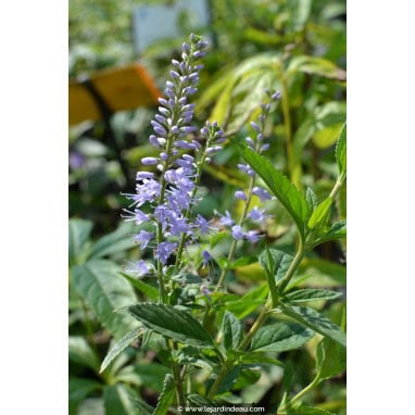 VERONICA longifolia \'Zoé\' - Véronique \'Zoé\'