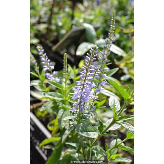VERONICA longifolia 'Zo&eacute;'
