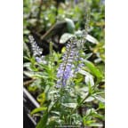 VERONICA longifolia 'Zo&eacute;'