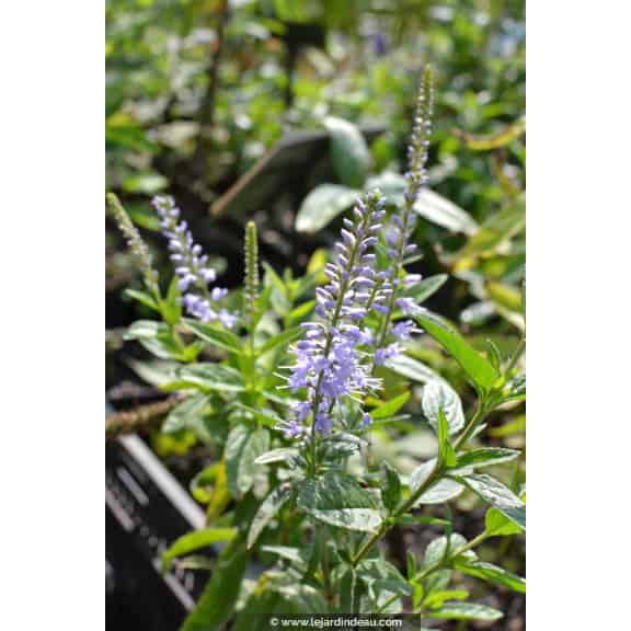 VERONICA longifolia 'Zo&eacute;'