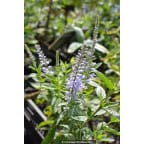 VERONICA longifolia 'Zo&eacute;'