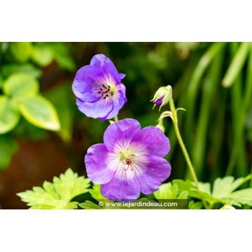 GERANIUM himalayense - Géranium d\'Himalaya / Géranium vivace