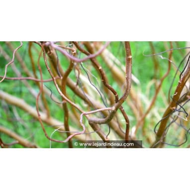 SALIX tortuosa \'Chocolat\' - Saule tortueux chocolat