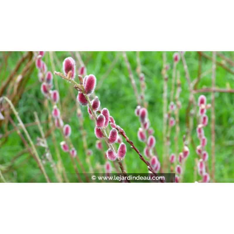 SALIX chaenomeloides 'Mount Aso' SALIX chaenomeloides 'Mount Aso'