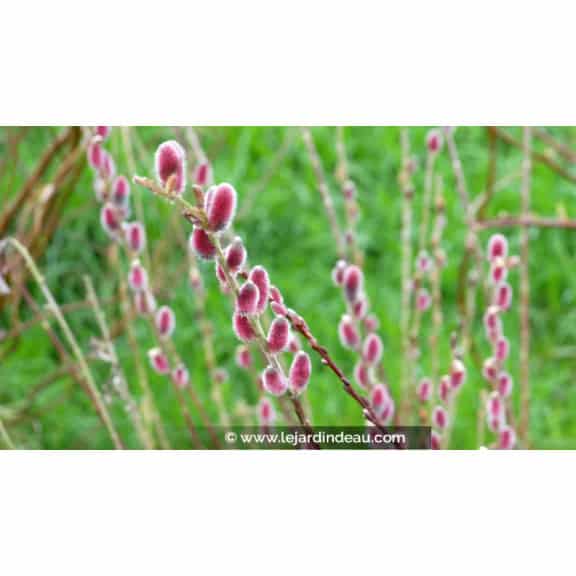 SALIX chaenomeloides 'Mount Aso'