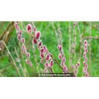 SALIX chaenomeloides 'Mount Aso' SALIX chaenomeloides 'Mount Aso'