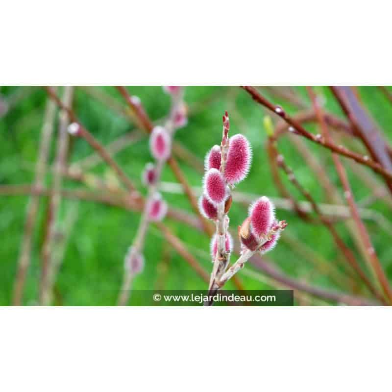 SALIX chaenomeloides 'Mount Aso' SALIX chaenomeloides 'Mount Aso'