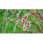 SALIX chaenomeloides 'Mount Aso' SALIX chaenomeloides 'Mount Aso'