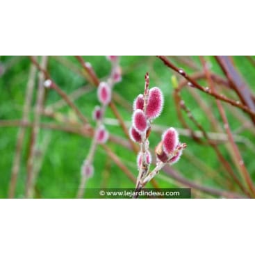 SALIX chaenomeloides \'Mount Aso\' - Saule à chatons rose