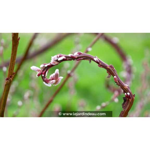 SALIX udensis 'Sekka'