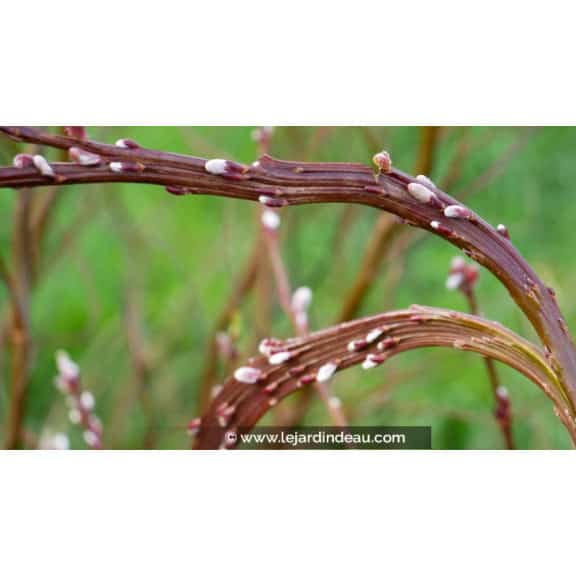 SALIX udensis 'Sekka'