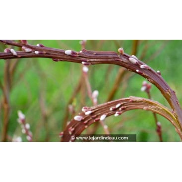 SALIX udensis \'Sekka\' - Saule à bois plat