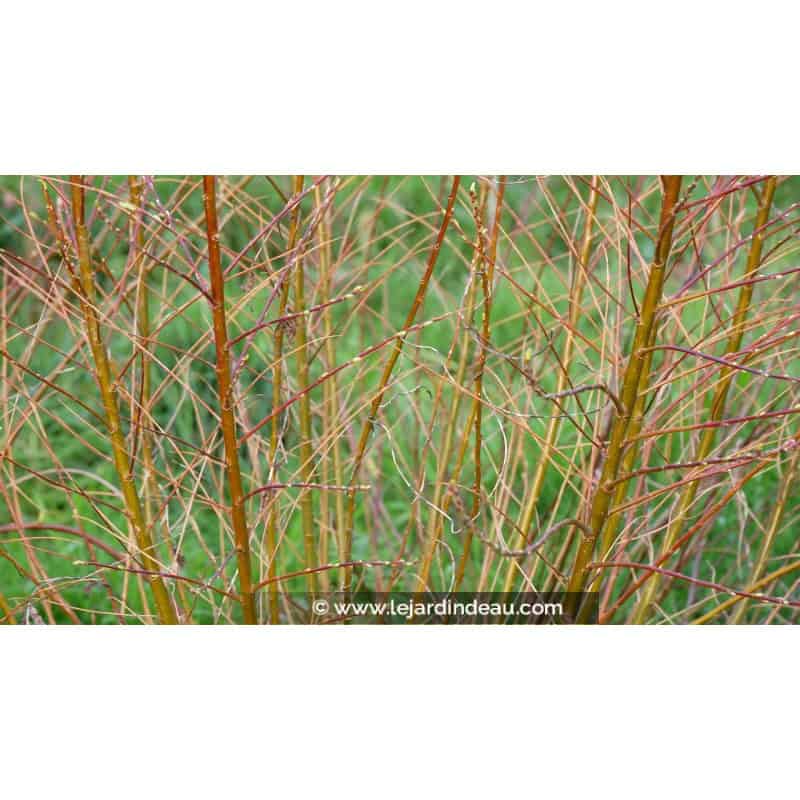 SALIX udensis 'Golden Sunshine'® SALIX udensis 'Golden Sunshine'®