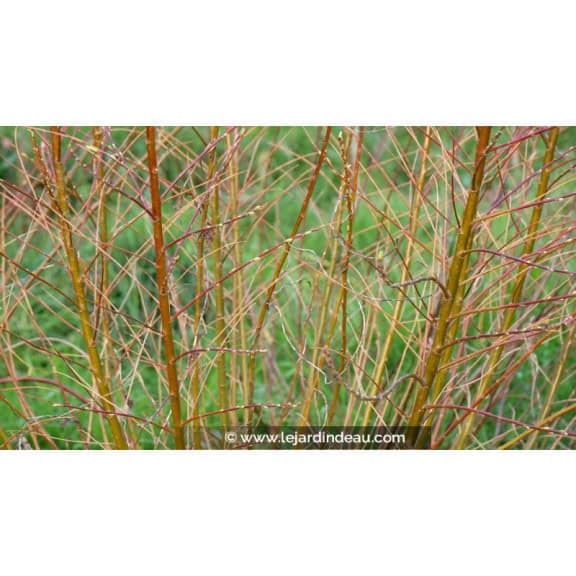 SALIX udensis 'Golden Sunshine'&reg;