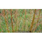 SALIX udensis 'Golden Sunshine'® SALIX udensis 'Golden Sunshine'®