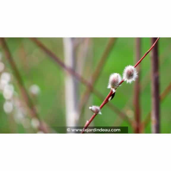 SALIX acutifolia 'Blue Streak'