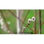 SALIX acutifolia 'Blue Streak' SALIX acutifolia 'Blue Streak'