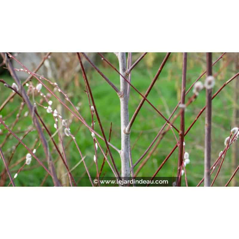 SALIX acutifolia 'Blue Streak' SALIX acutifolia 'Blue Streak'