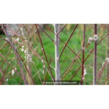 SALIX acutifolia \'Blue Streak\' - Saule bleuté / Saule violet sibérien