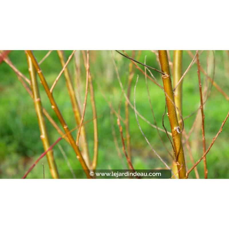 SALIX babylonica 'Crispa' SALIX babylonica 'Crispa'