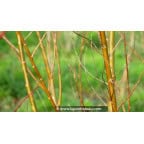 SALIX babylonica 'Crispa' SALIX babylonica 'Crispa'