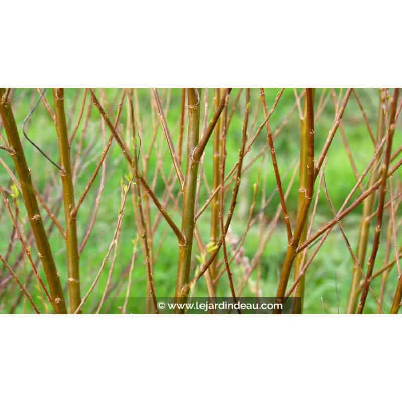 SALIX babylonica 'Crispa' SALIX babylonica 'Crispa'