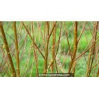 SALIX babylonica 'Crispa' SALIX babylonica 'Crispa'