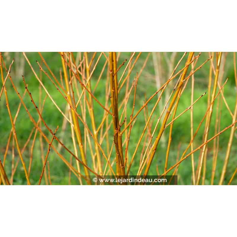 SALIX pentandra SALIX pentandra